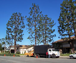 Rob's Trees Service is fully equipped with state-of-the-art equipment and an experienced crew.
