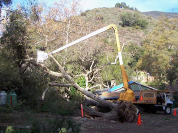 Rob's Tree Service Emergency Before