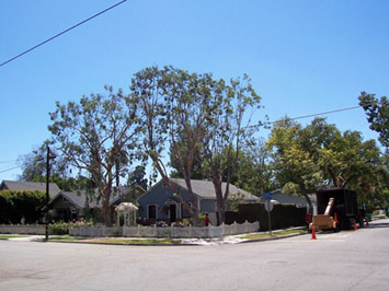 Rob's Tree Service Eucalyptus Tree After