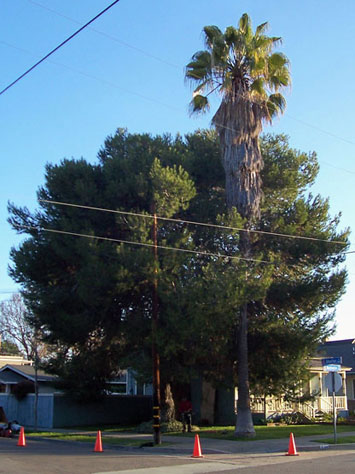 Rob's Tree Service Oak Tree Before