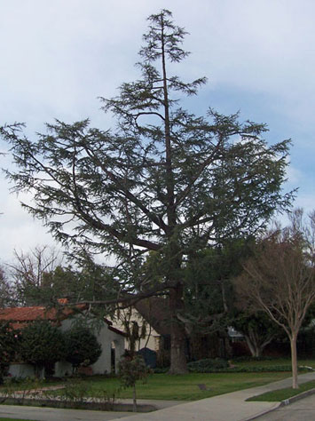 Rob's Tree Service Pine Tree After