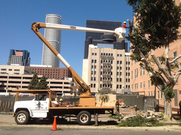 Rob's Tree Service Los Angeles After