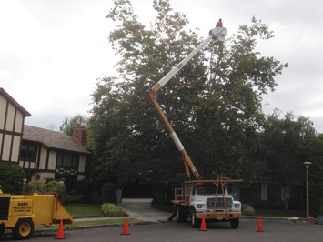 Rob's Tree Service Newport Beach Before