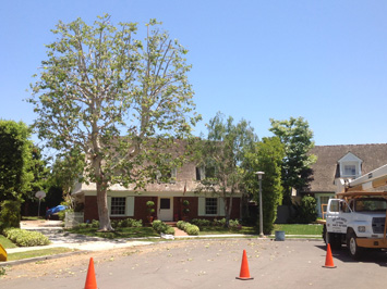 Rob's Tree Service Newport Beach After