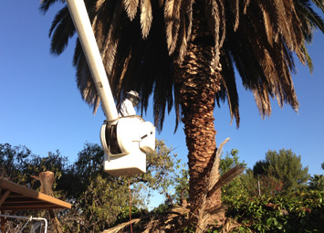 Rob's Tree Service Yorba Linda Date Palm