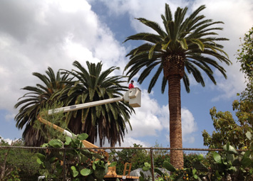 Rob's Tree Service Yorba Linda Date Palm