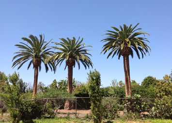 Rob's Tree Service Yorba Linda Date Palm