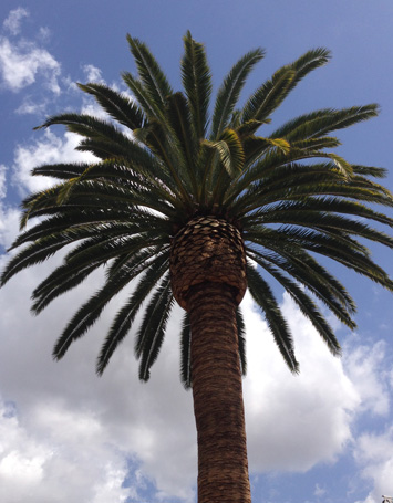 Rob's Tree Service Yorba Linda Date Palm