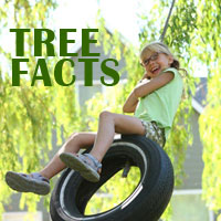 Rob's Tree Service's Tree Facts