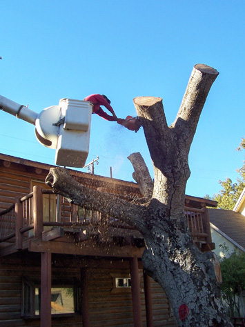 Rob's Tree Service Modjeska Canyon In Progress