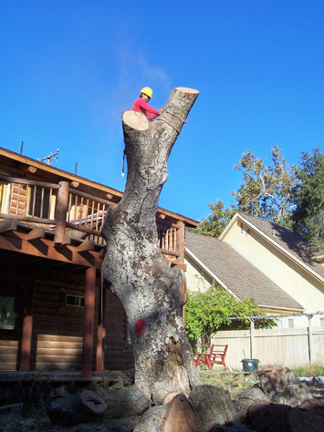 Rob's Tree Service Modjeska Canyon In Progress