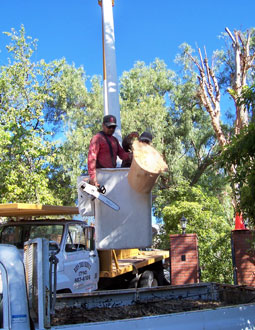 In case of a tree emergency, call Rob's Tree Service of Orange County.