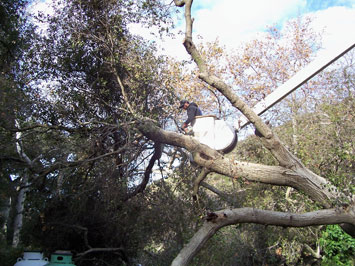 Rob's Tree Service of Orange County Silverado Canyon in Progress