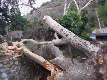 Rob's Tree Service of Orange County Silverado Canyon in Progress