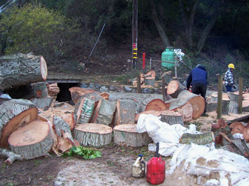 Rob's Tree Service of Orange County Silverado Canyon in Progress