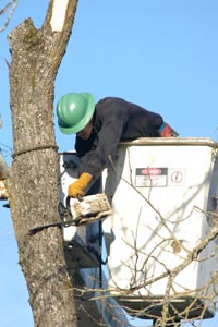 Rob's Trees Service is fully equipped with state-of-the-art equipment and an experienced crew.